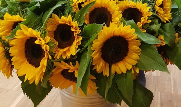 zonnenbloemen in vaas